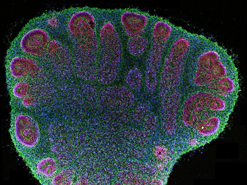 🔵 Человеческие мини-мозги в пробирке научились читать шрифт Брайля