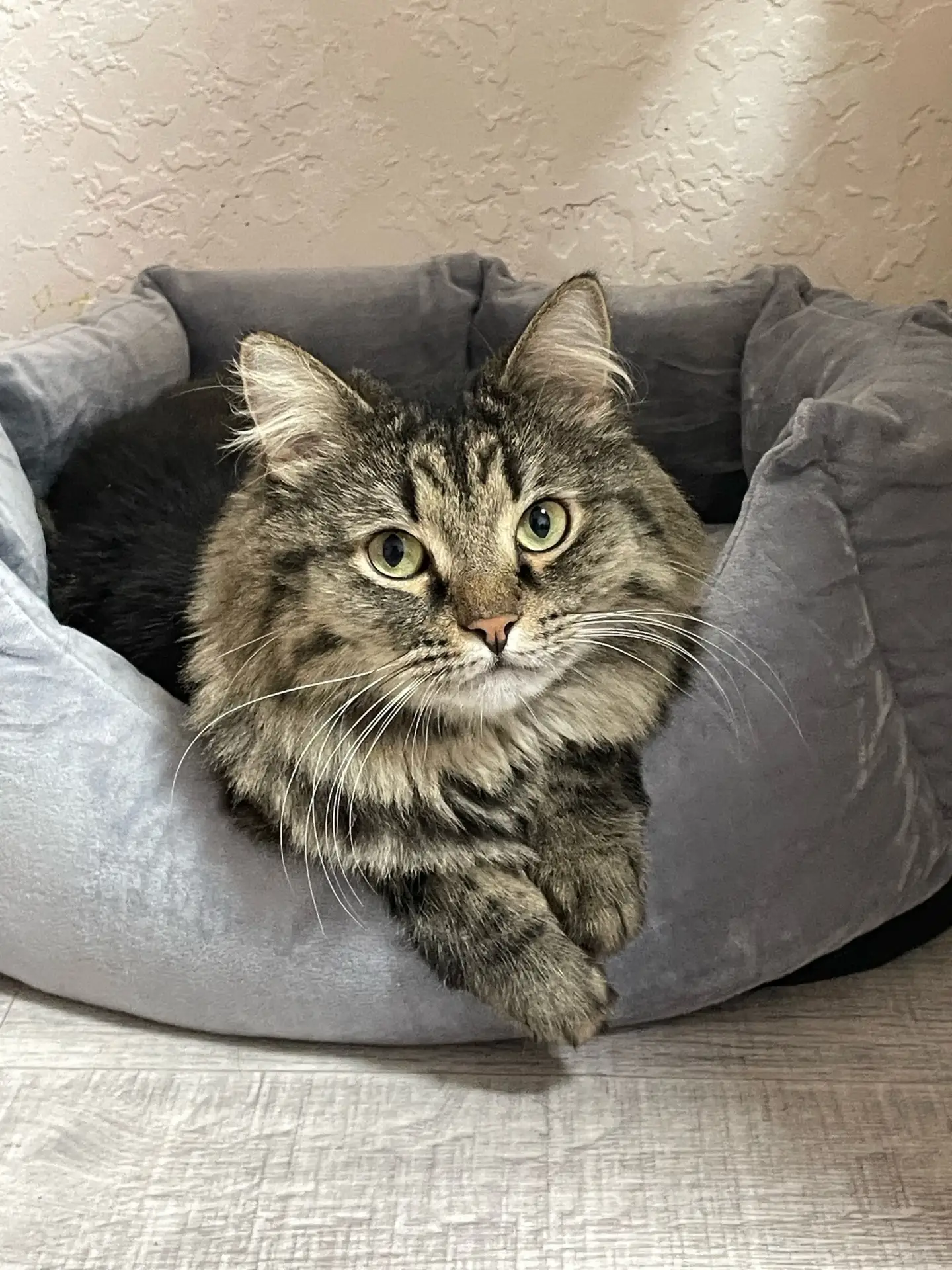 🆘 Пропал котик по кличке Кузя, ему 3 года!