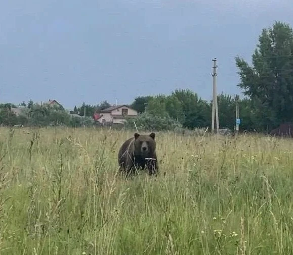 Медведь-шатун напугал дачников в Новосибирской области
