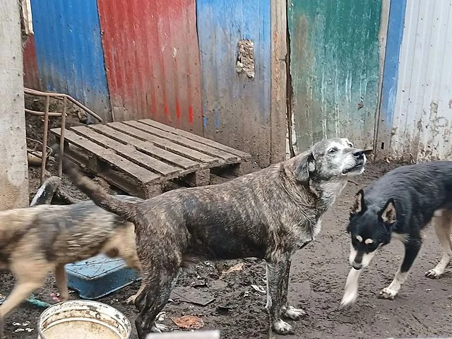 📋 В Калуге возбуждено уголовное дело из‑за ненадлежащего содержания животных