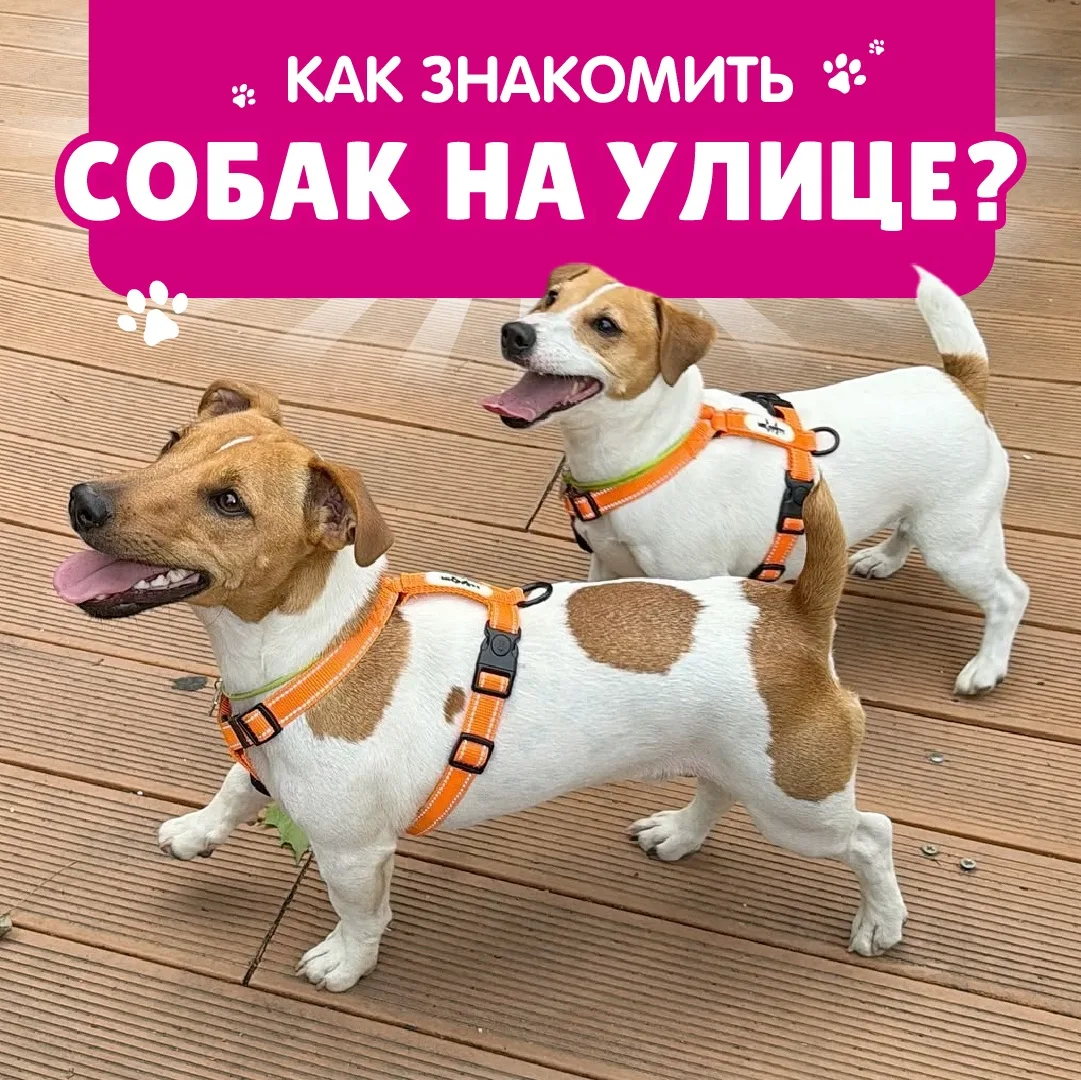 🐕 Как помочь питомцам найти общий язык?