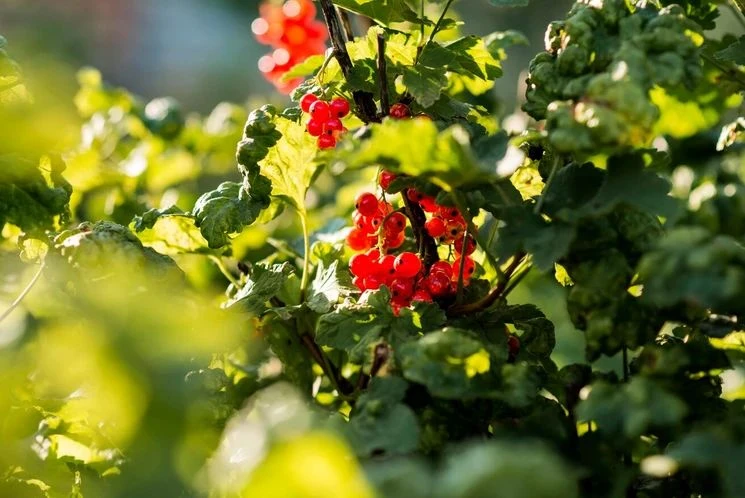 🍂 ПОСАДКА ЯГОДНЫХ КУСТАРНИКОВ В ОКТЯБРЕ: успей до заморозков — и куст приживётся