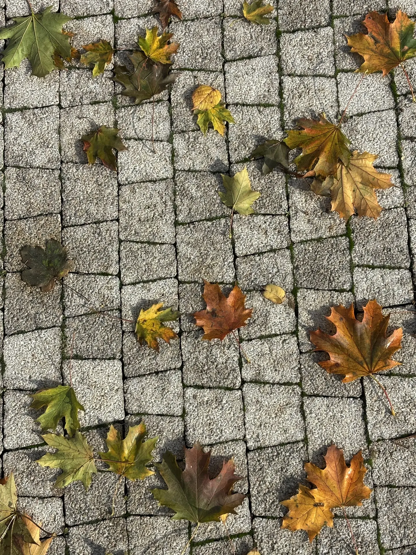 Краски осени 🍃🍂🍁