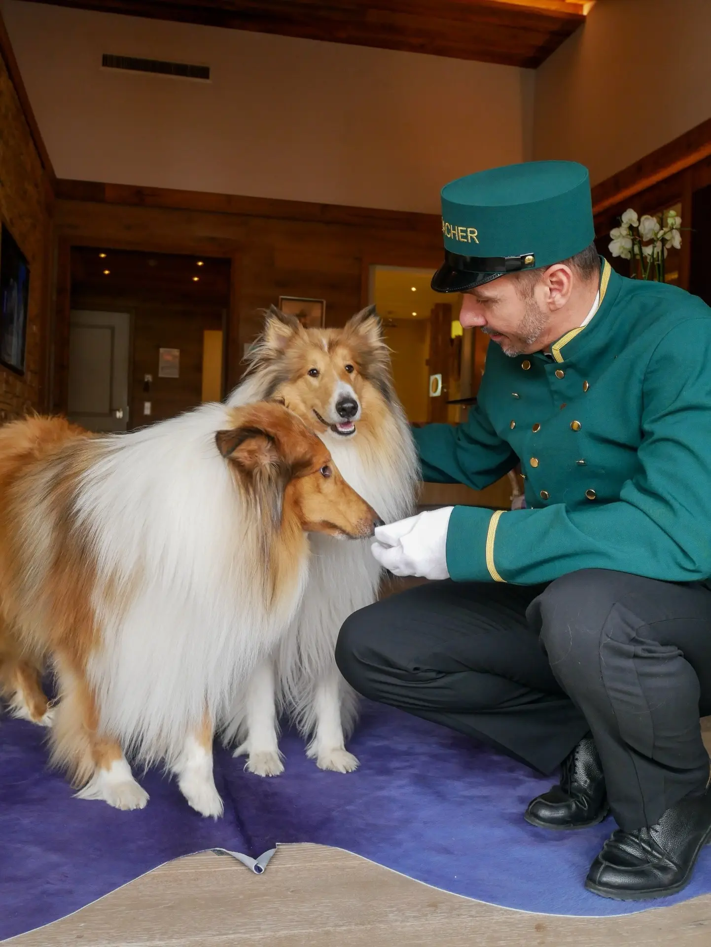 Сегодня в нашей подборке отелей, куда можно с питомцами, — Hotel Sacher Wien (Отель Зах...