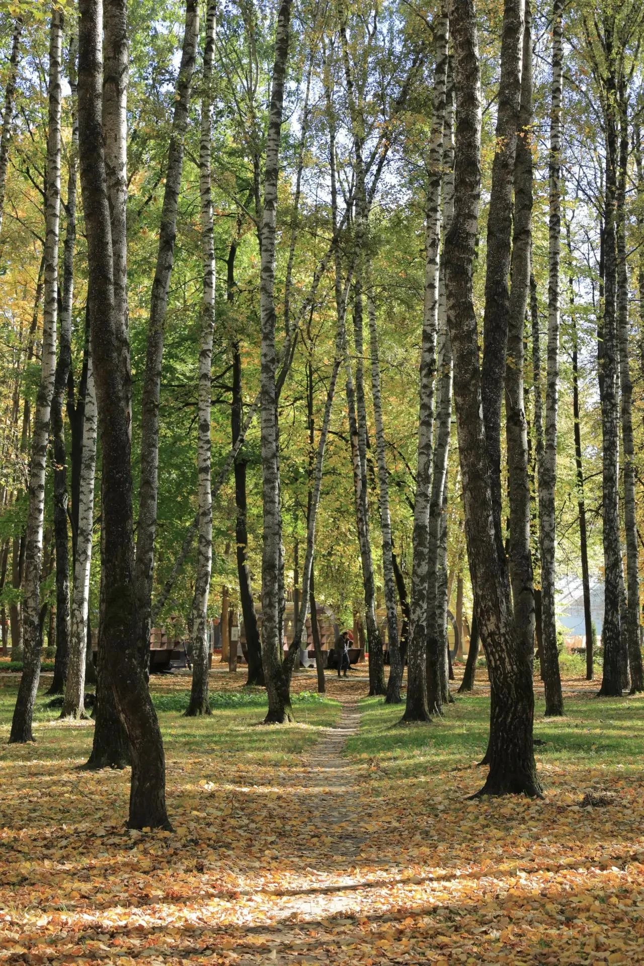 🍂 15 октября — День собирания осенних листьев!
