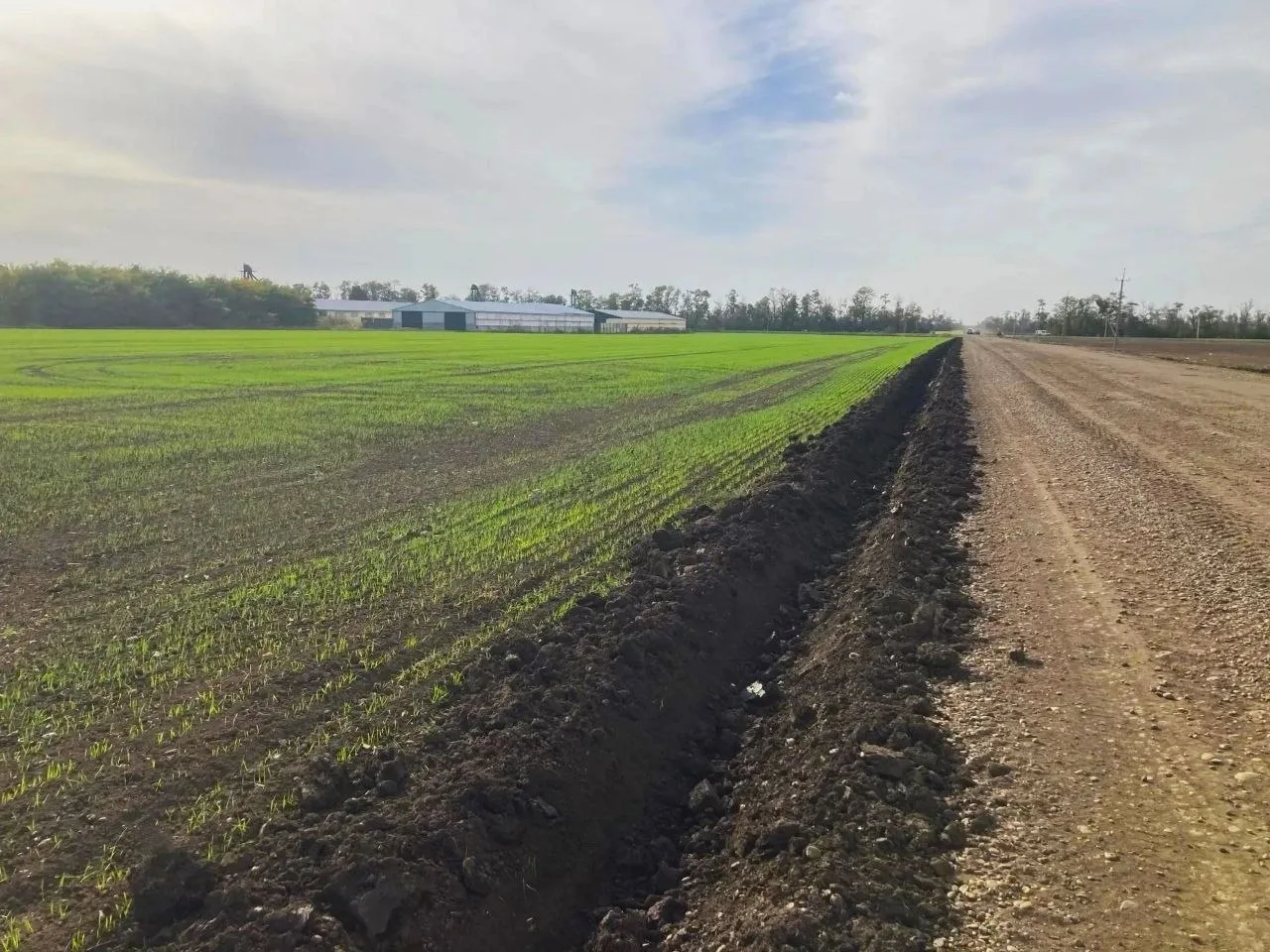 🌾На полях Кавказского района появились первые всходы озимых колосовых культур (пшеница...