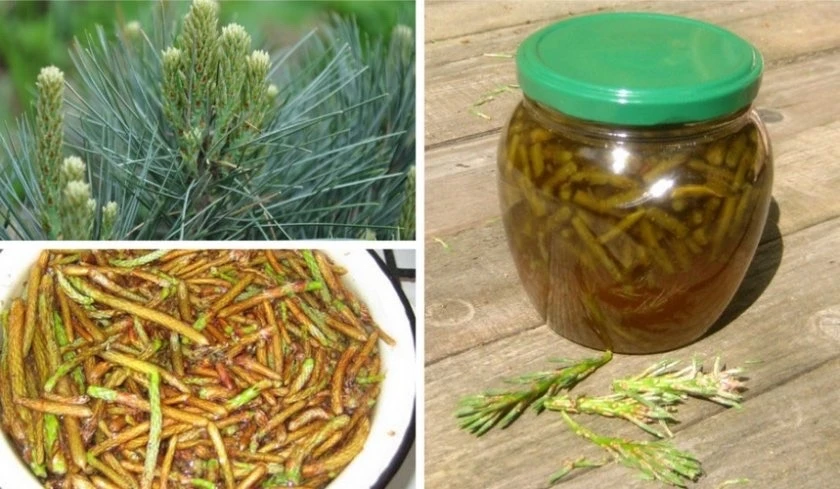 🌲Варенье из побегов сосны.