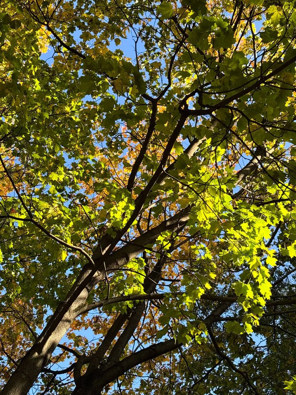 Побольше бы солнечных осенних дней ☀