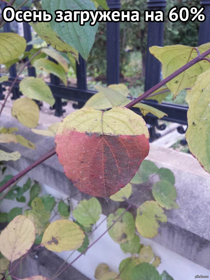 🍂 Топ-5 фактов, которые заставят вас взглянуть на листопад по-новому