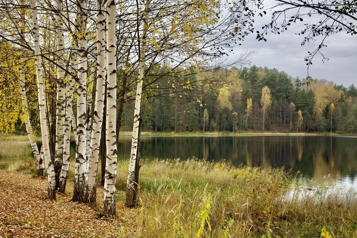 🌿 Место силы: озеро Светлояр, Нижегородская область