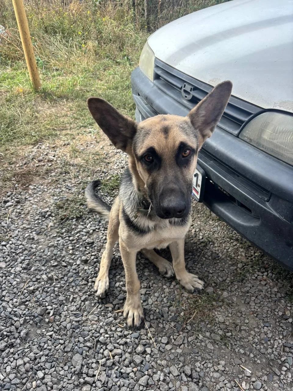 🐕 Найдена собака с ошейником, в районе Нестерова 25, около гаражей. Может ещё ищет хоз...