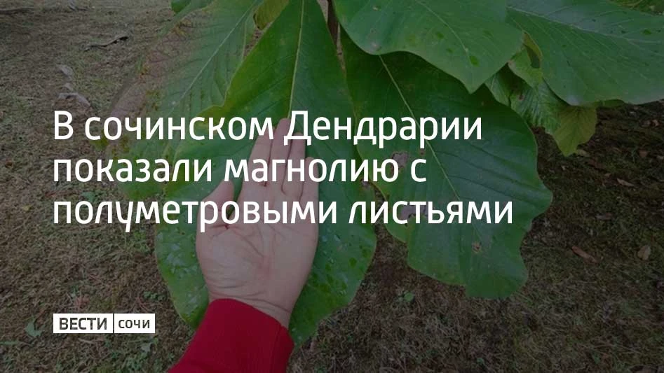 В парке "Дендрарий" находится необычное дерево — магнолия лекарственная. Она привлекает...