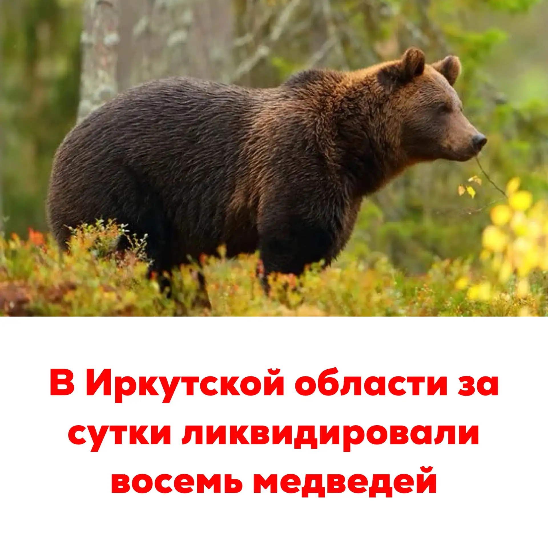 🔴В Иркутской области за сутки ликвидировали восемь медведей