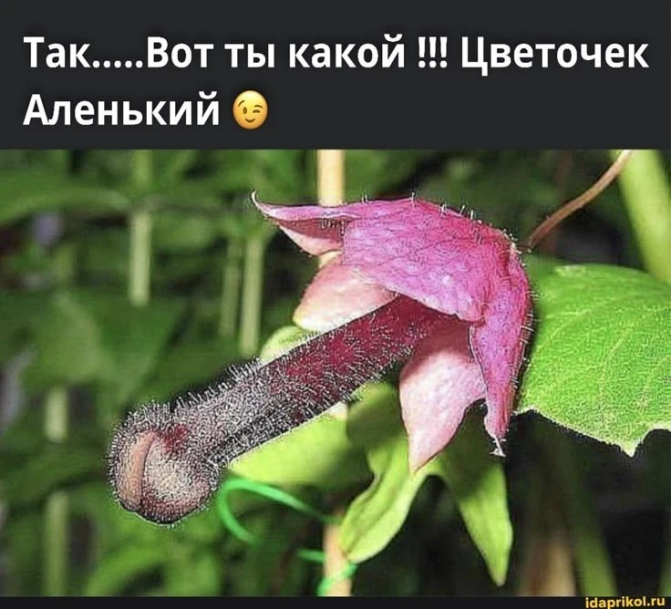 харош смеяться