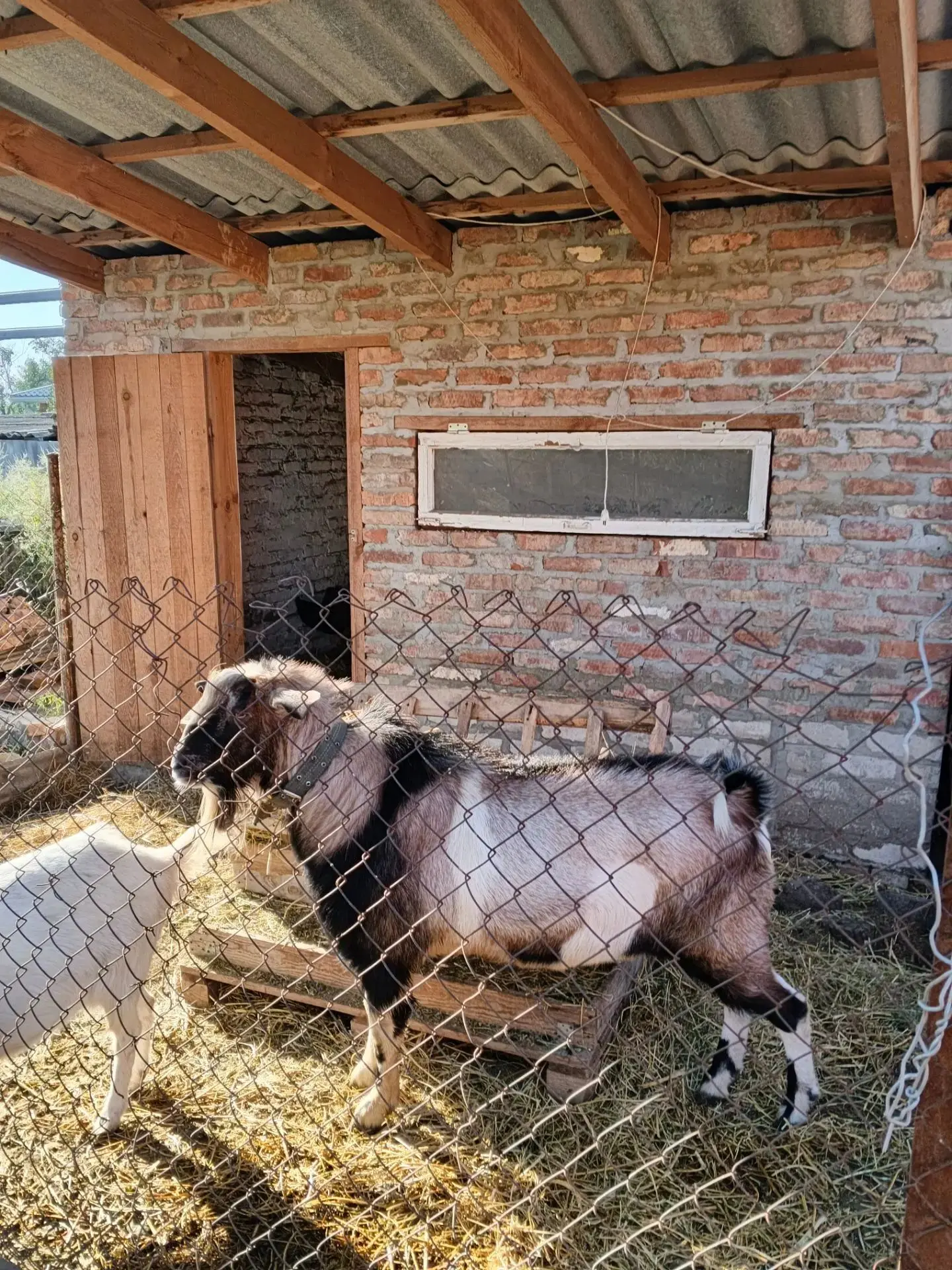 Продам умного козлика на племя! 89188639636