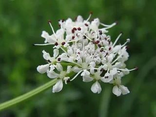 Существует ядовитое растение (Oenanthe crocata), которое в момент смерти вызывает у его...