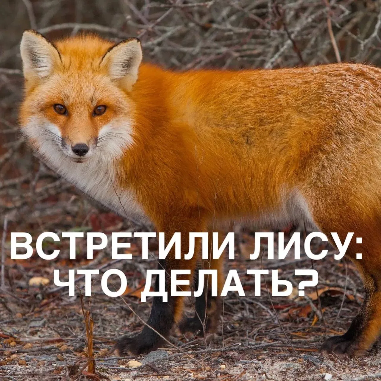 Что делать при встрече с лисой в нашем районе?