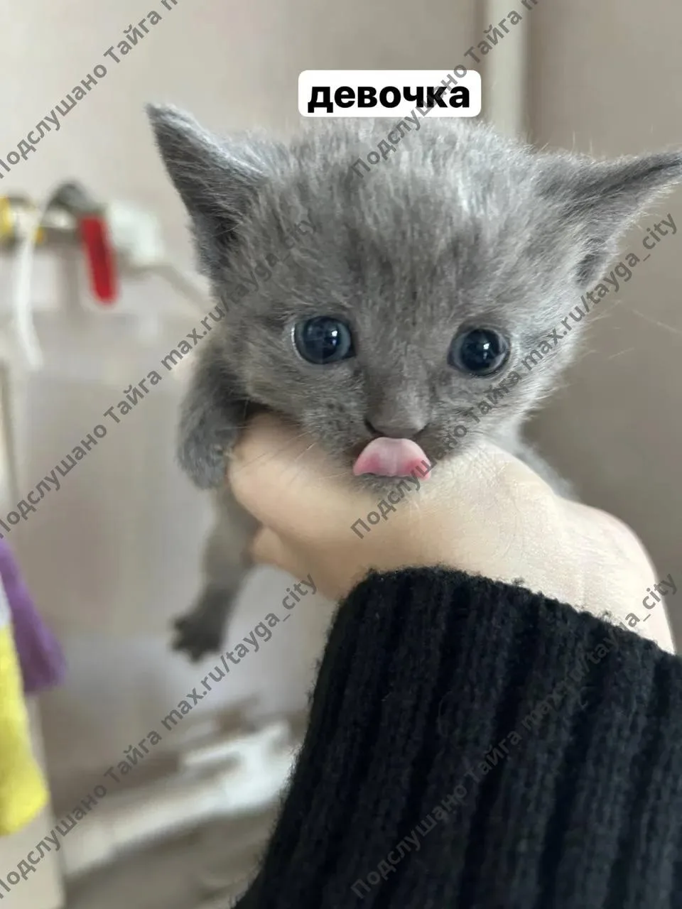 отдам котят, писать, звонить по номеру: +7 951 183 47-60
