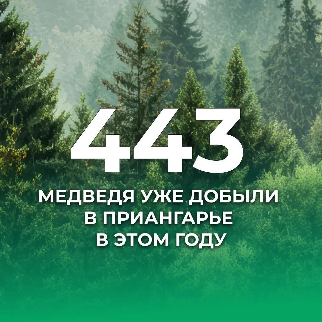 🐻 Медведи за сутки: 44 сообщения по области