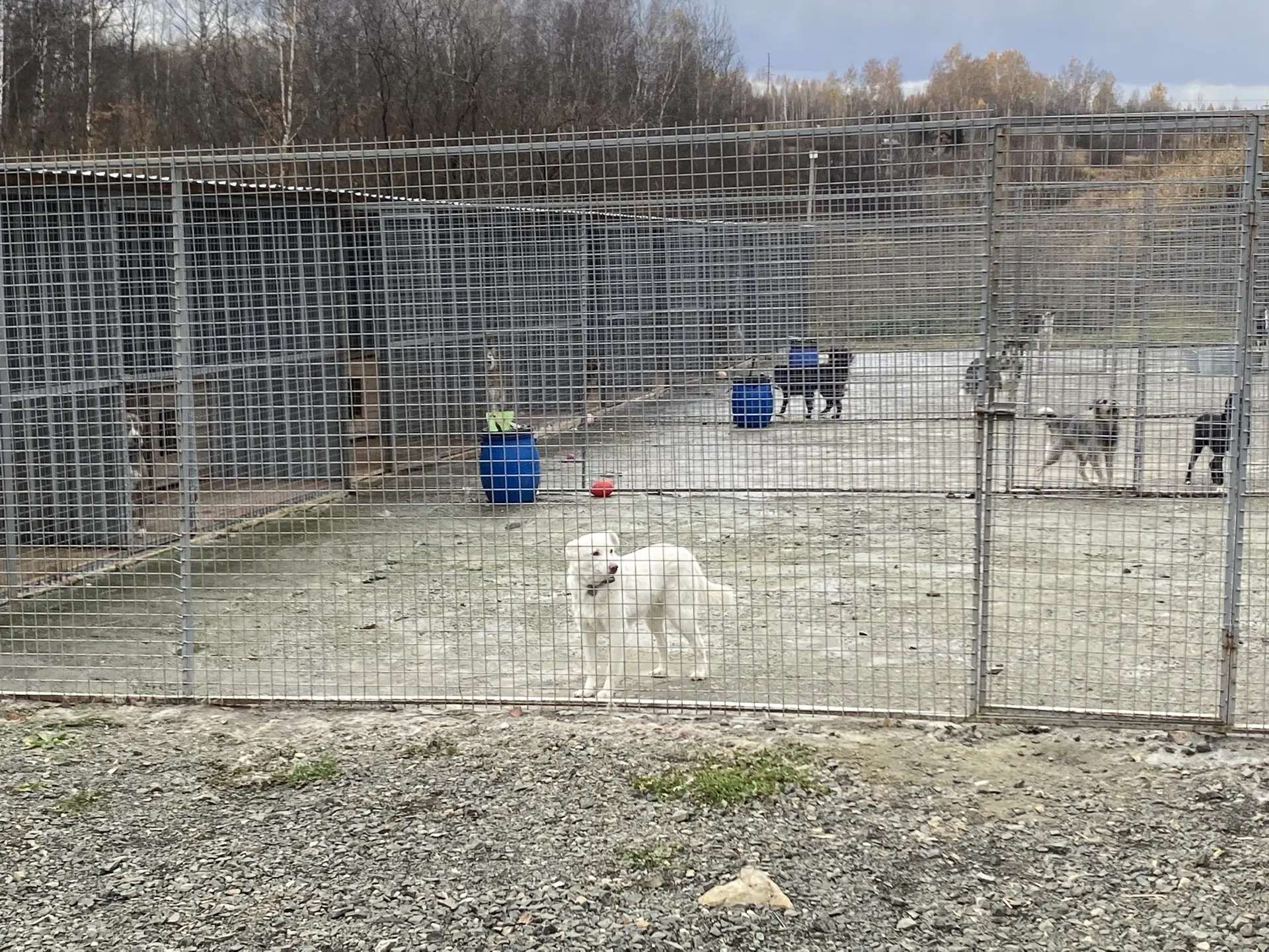 🐾 Урок доброты за пределами класса: наши ученики помогли приюту «Маячок»!