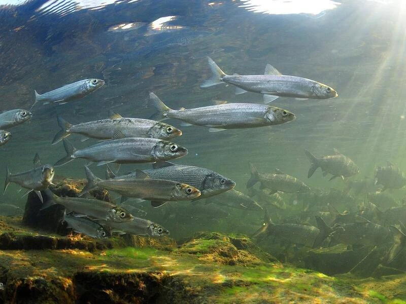 🐟 В Иркутске будут разрабатывать корм для рыб из насекомых и ракообразных. Цена такой ...