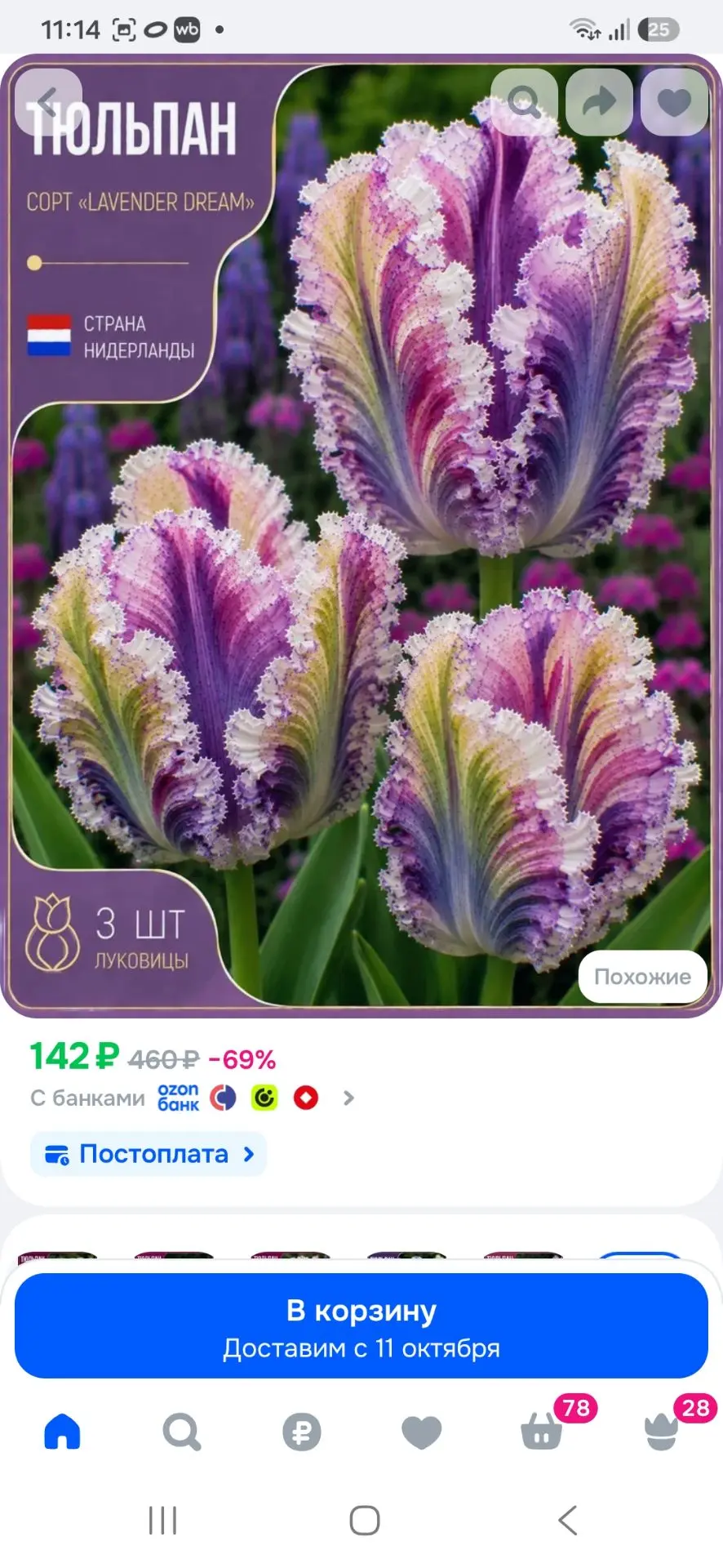 Тюльпан луковицы многолетние 3 штуки
