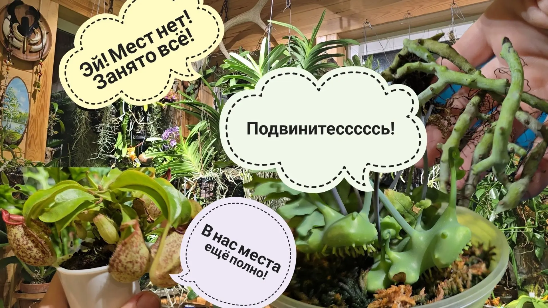 Привезла милых монстров с Монстериума - распаковка! Сова Ёль любуется садом, мы запасае...