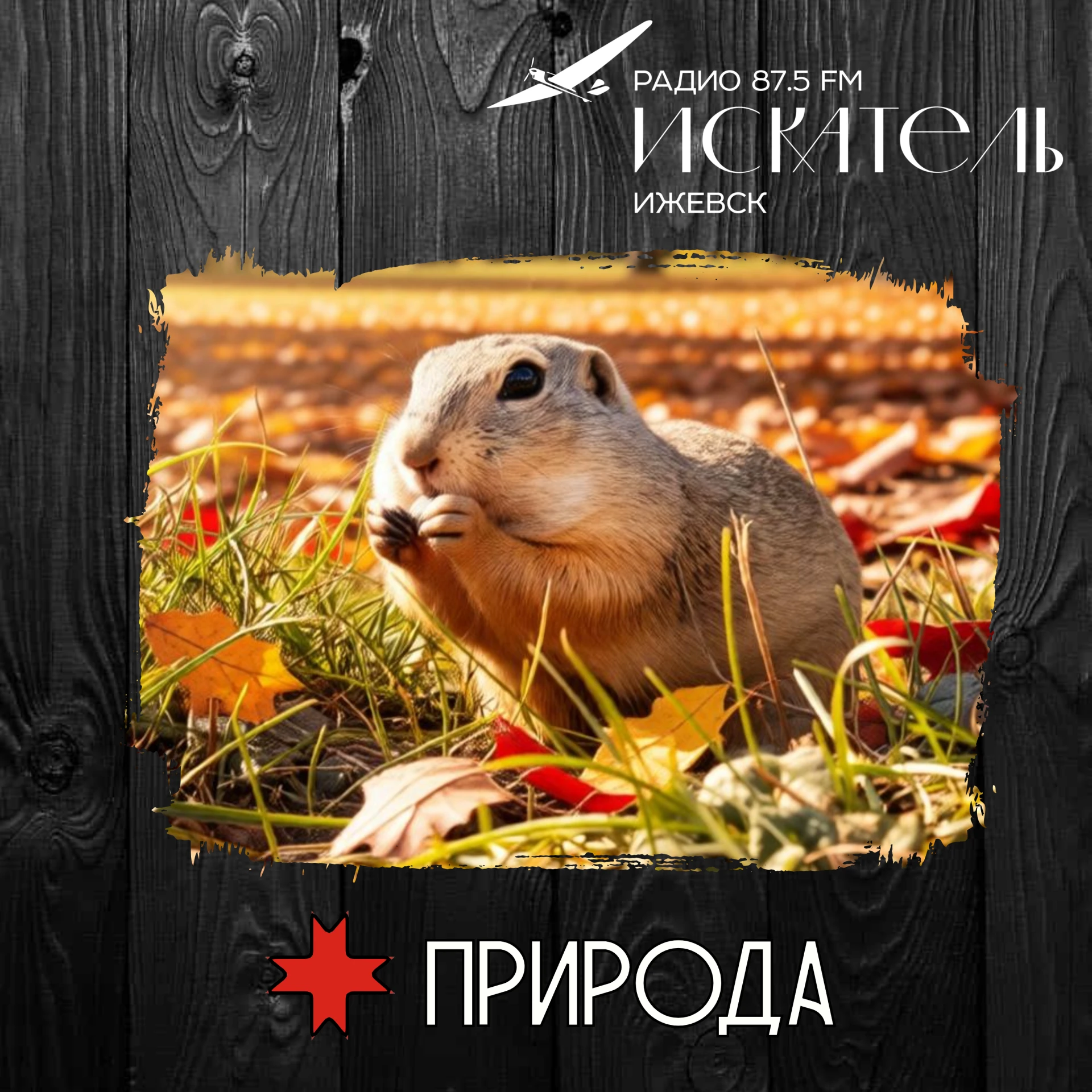 🐿️ Большой суслик: степной «часовой» на северном пределе ареала