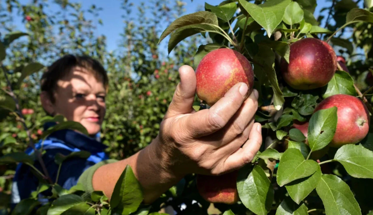 😋🍎 В ДНР собрали 500 тонн яблок — в пять раз больше, чем в прошлом году