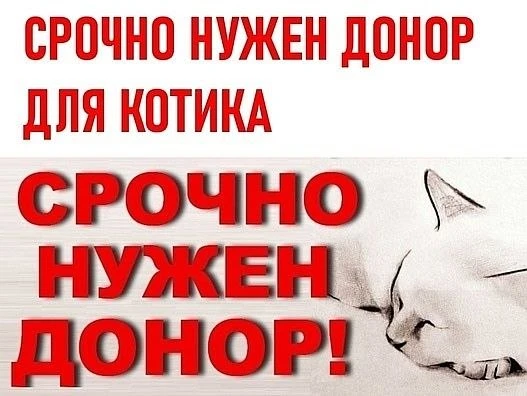 Срочно требуется кот/кошка -донор для переливания крови коту. Возраст донора  2-7 лет, ...