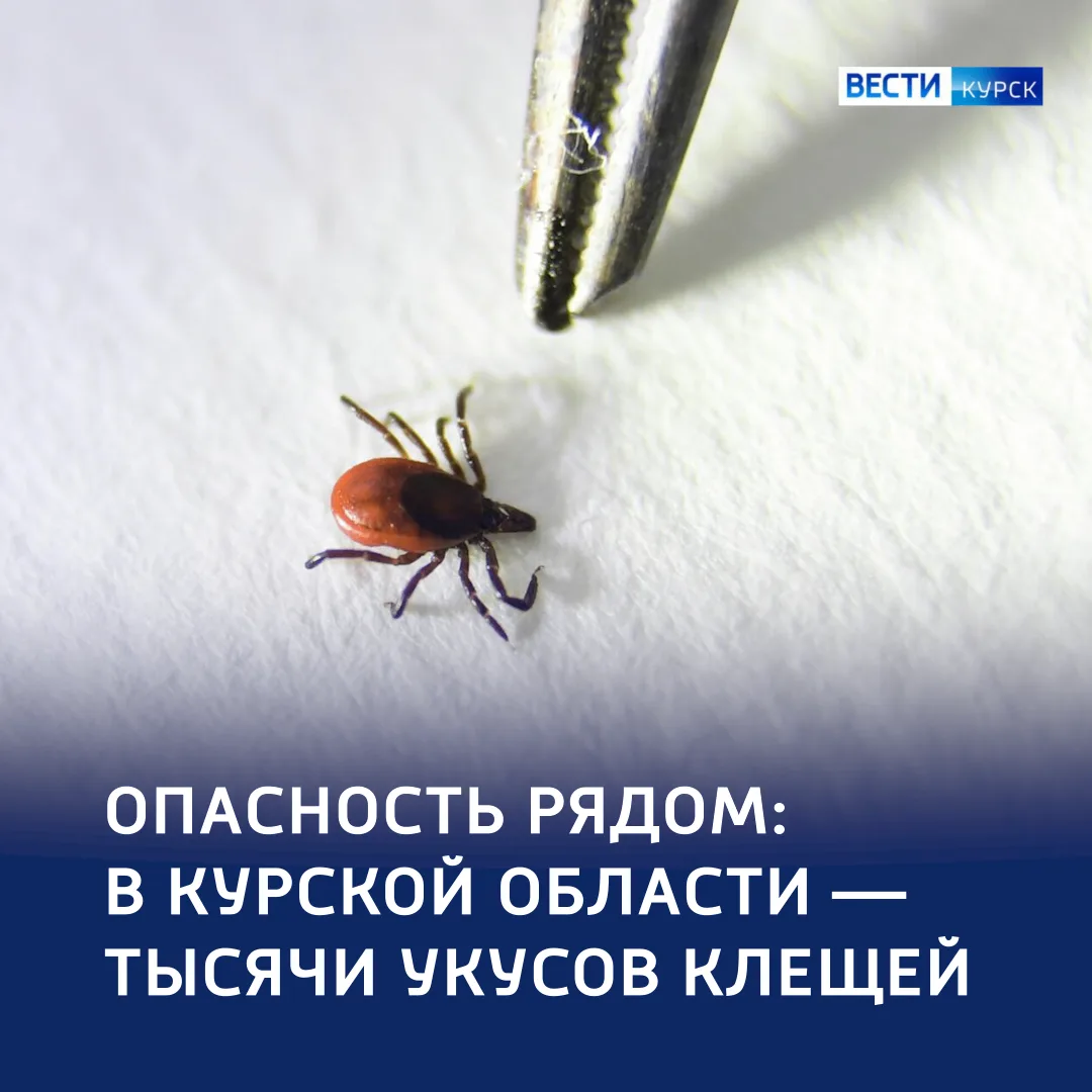 🛑 Тревожный счётчик: почти 1900 человек пострадали от клещей