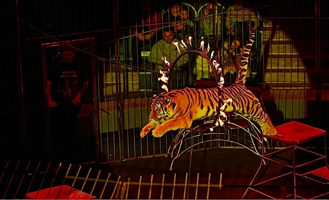 🐯🦁Шоу «Империя львиц (Встань и иди)» пройдет в луганском цирке с 7 ноября по 6 декабр...