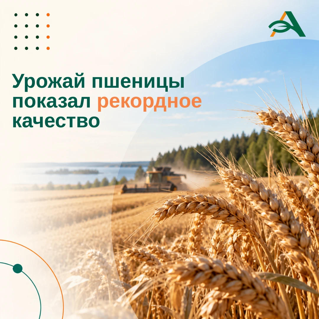 ✅ Рекордное качество пшеницы в крупнейшем зерновом регионе Северо-Запада