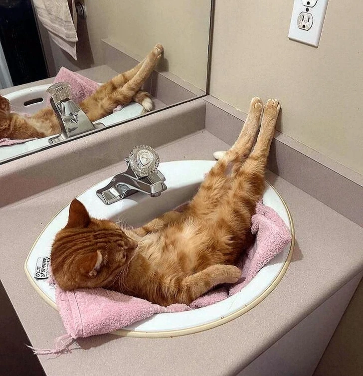 Любите котов?