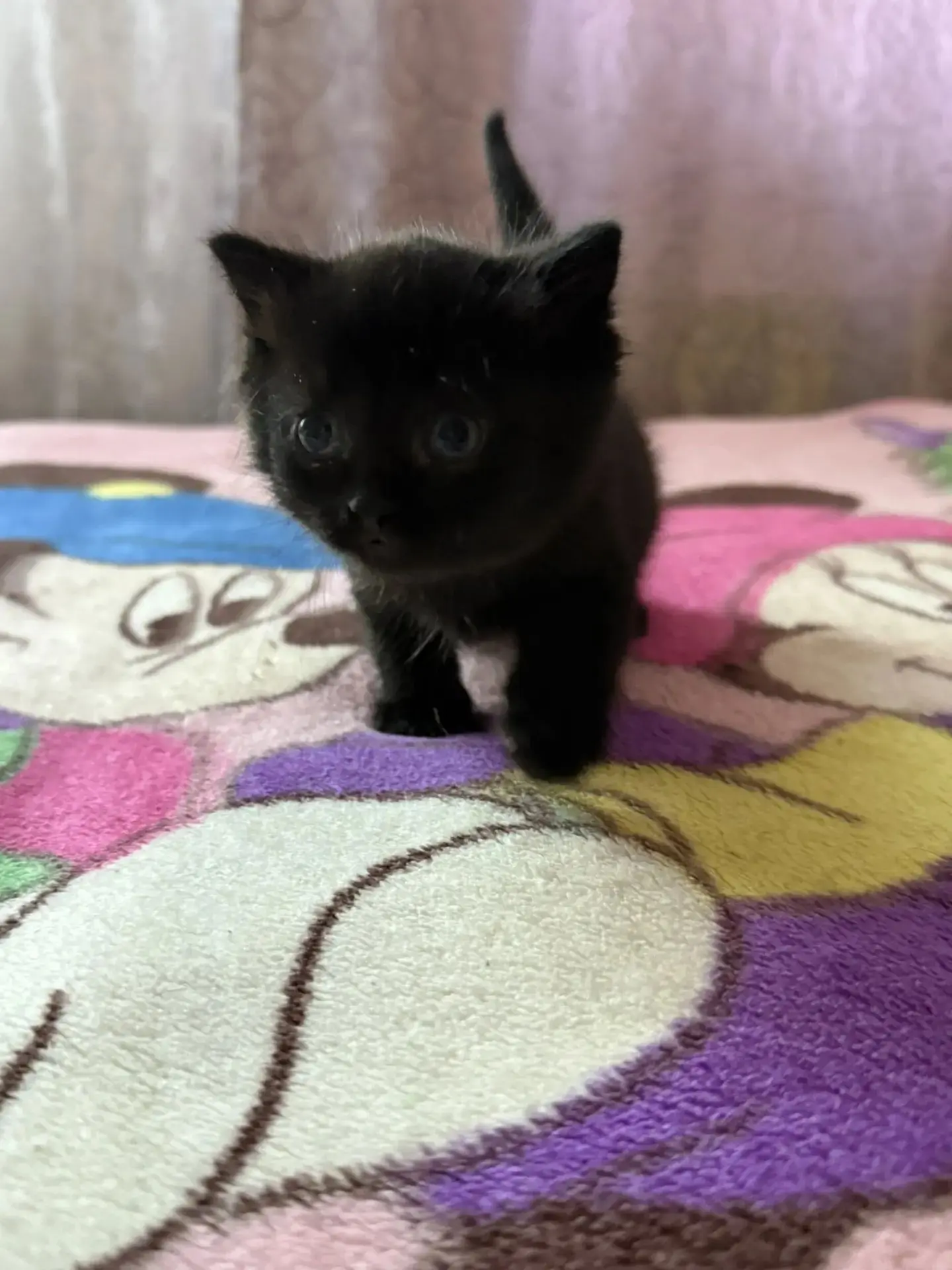 Отдадим котёнка в добрые руки, девочка, звоните 89507214225