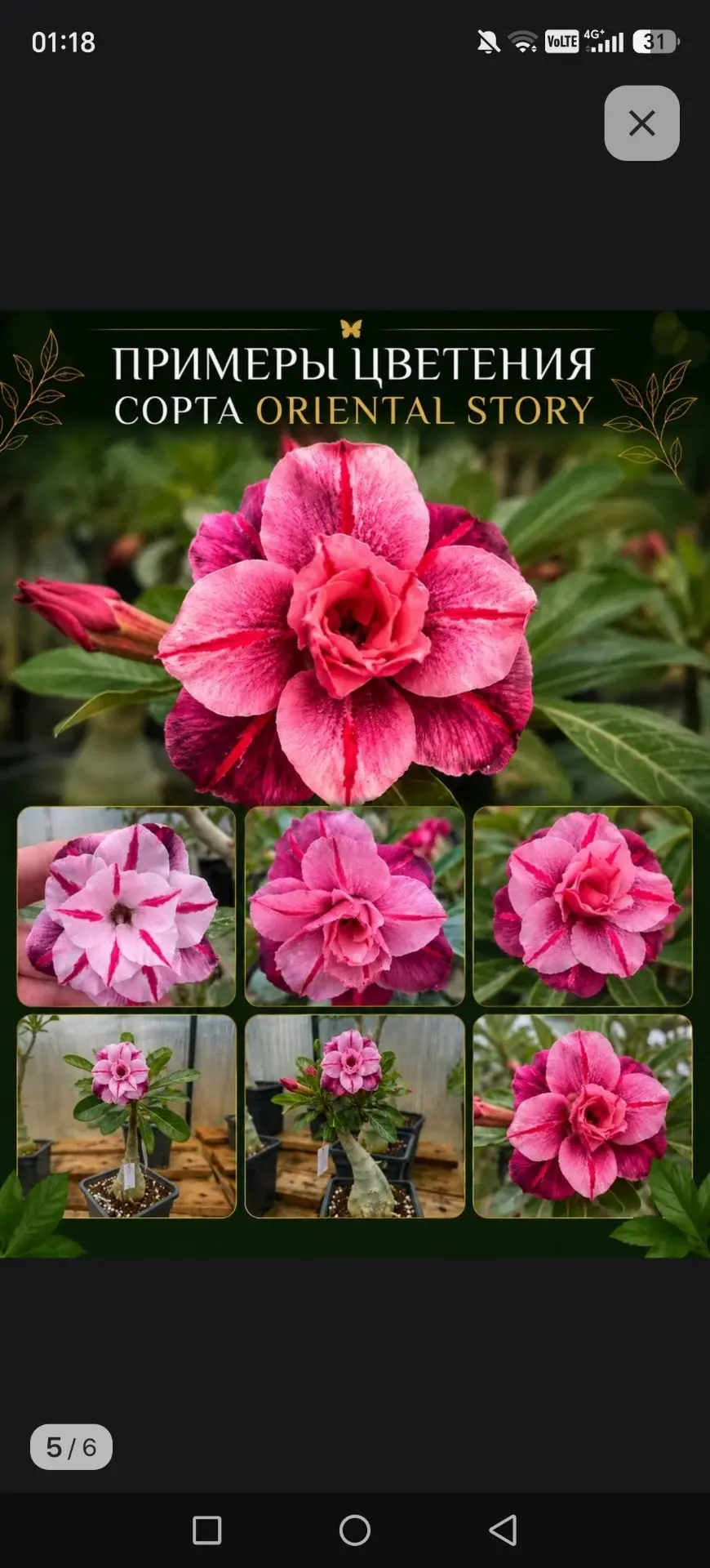 А этот пока что-то не очень😁🤭♥️💐
