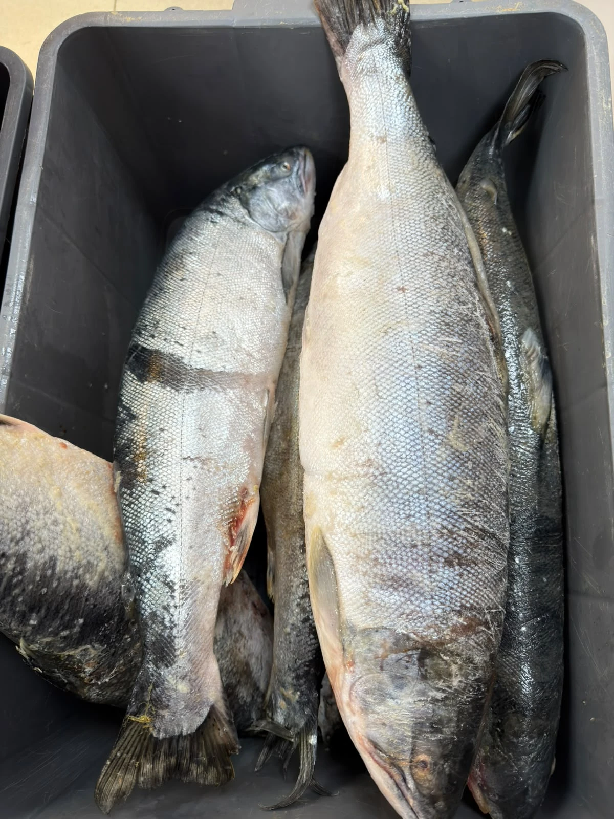 •  Сима Дальнегорск 🐟 - 1500₽/1кг🌟 (вес хвоста в среднем 2.5кг)