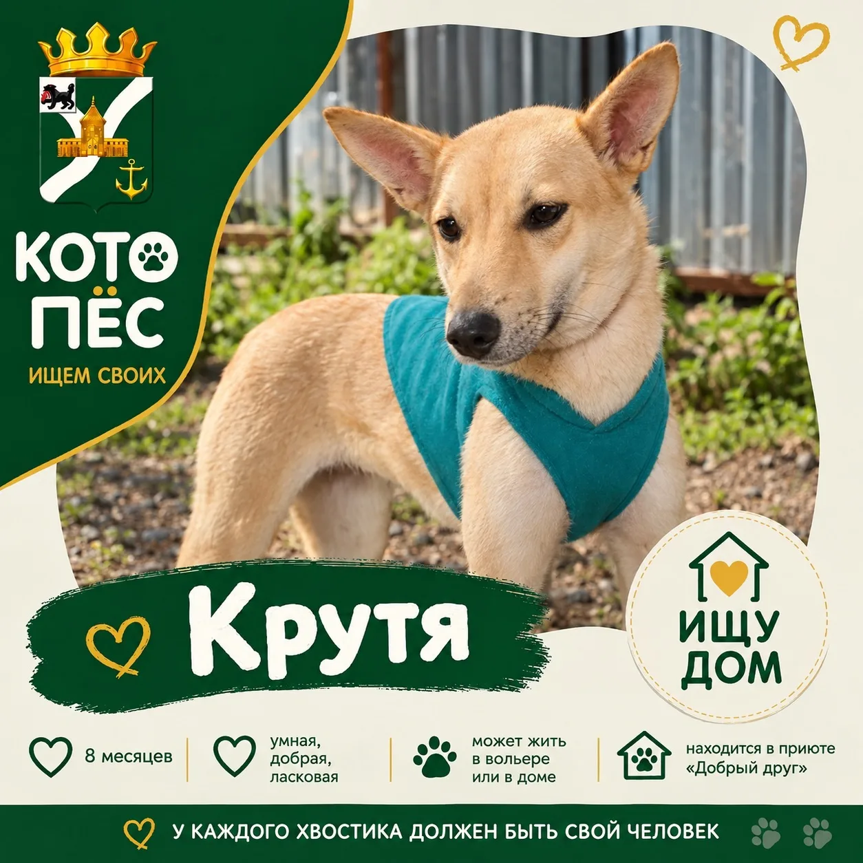🐾 КОТОПЁС | Ищем своих