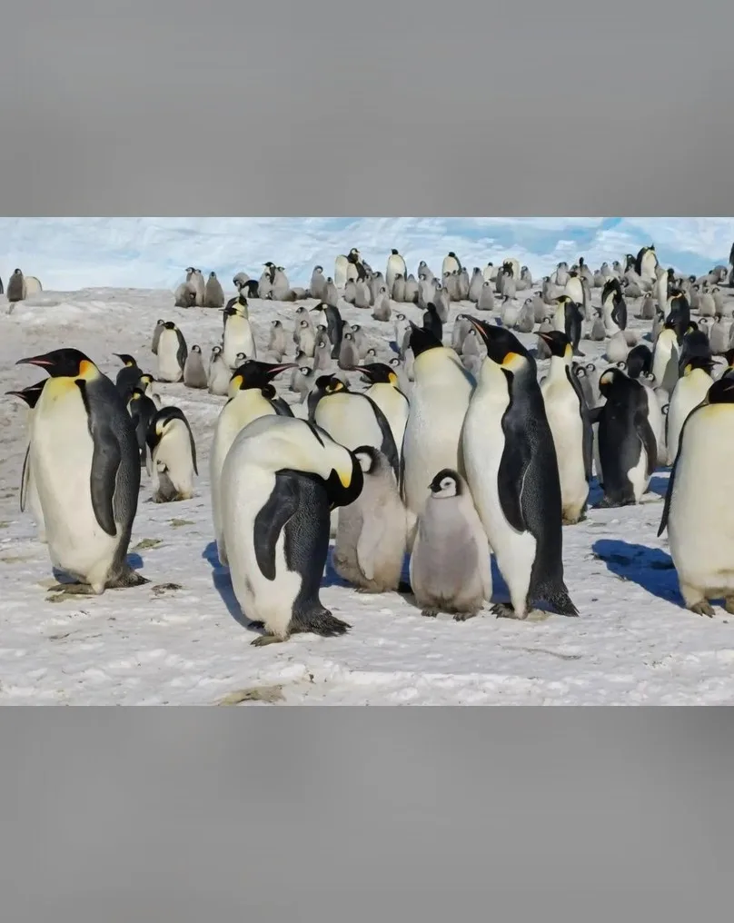 🐧 Пингвиньи «детские сады» у станции Мирный зафиксировали ученые из Петербурга