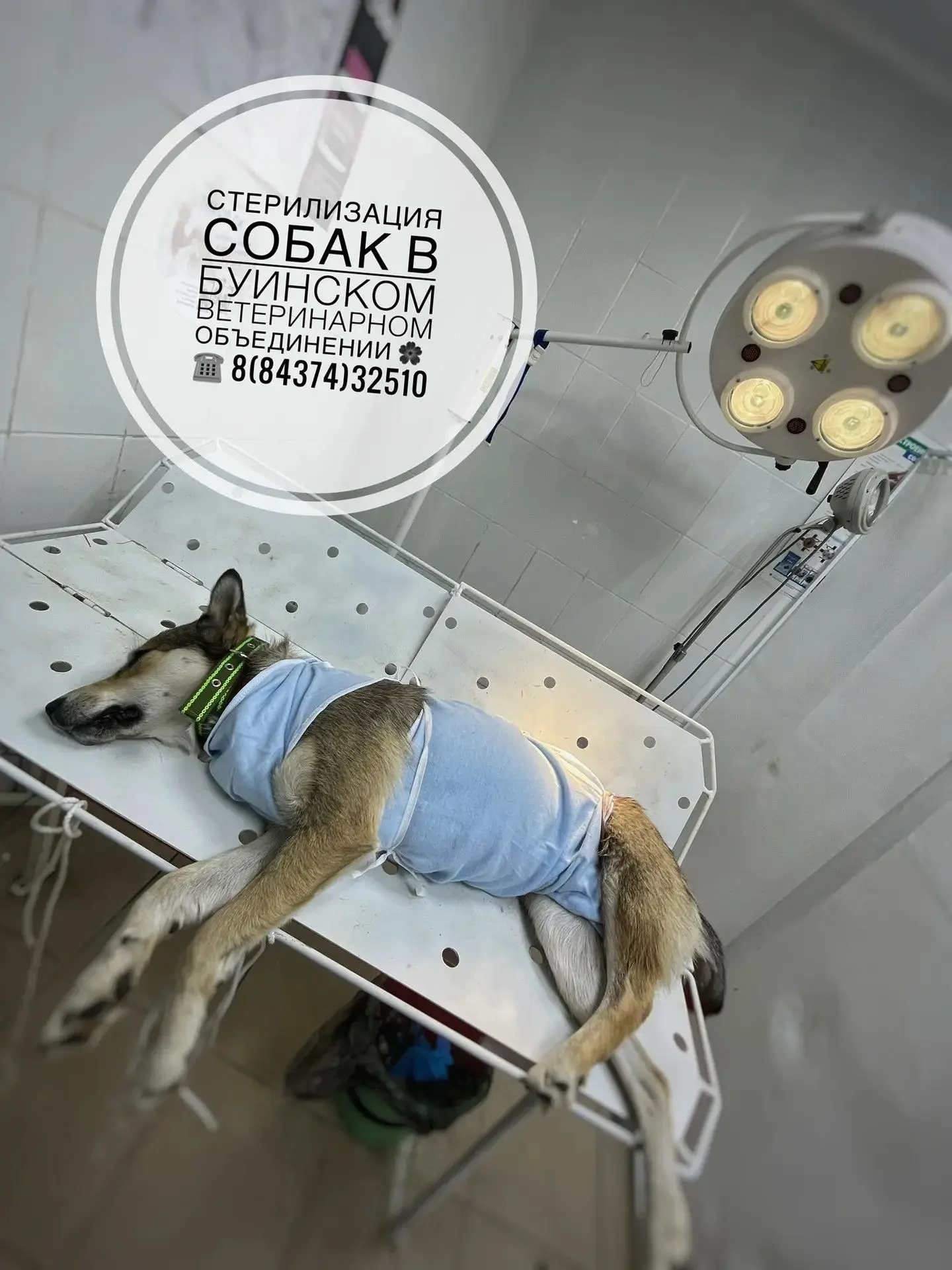 🐾 Стерилизация — это забота и любовь!