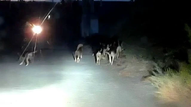 🐺Темные улицы Макеевки атакуют стаи бродячих собак