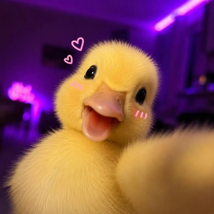 💛 Утиная нежность
