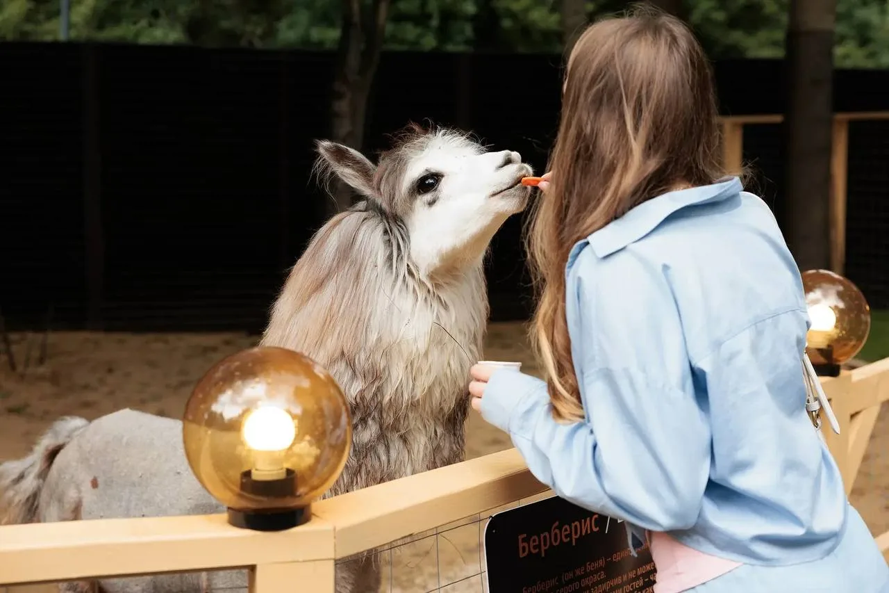 Идём бесплатно к альпакам 🦙