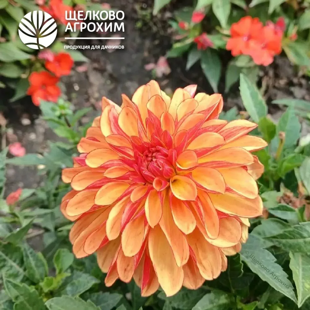 🧡 Доброе утро, дорогие подписчики!