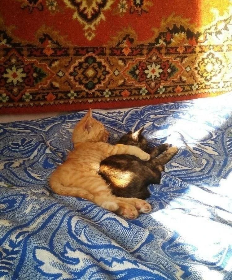 Кошки помогают излечиться от зависимостей и стресса, - эксперты