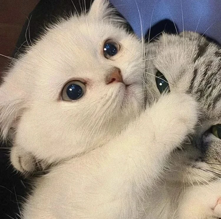 Авы с котами