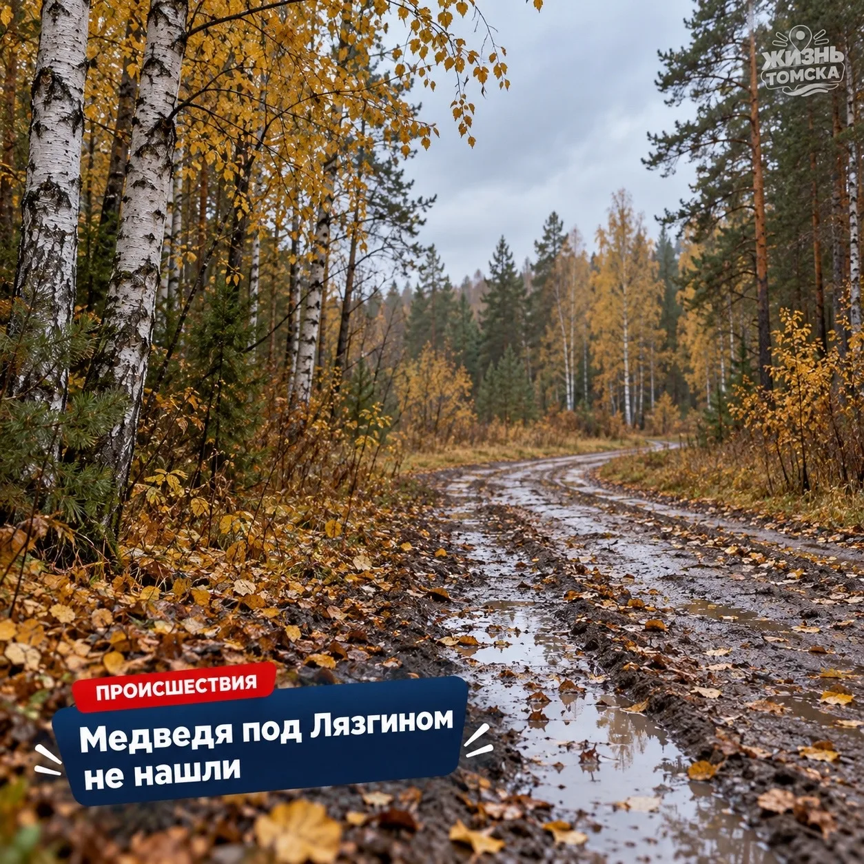 После гибели женщины под Томском искали медведя — поиски не дали результата