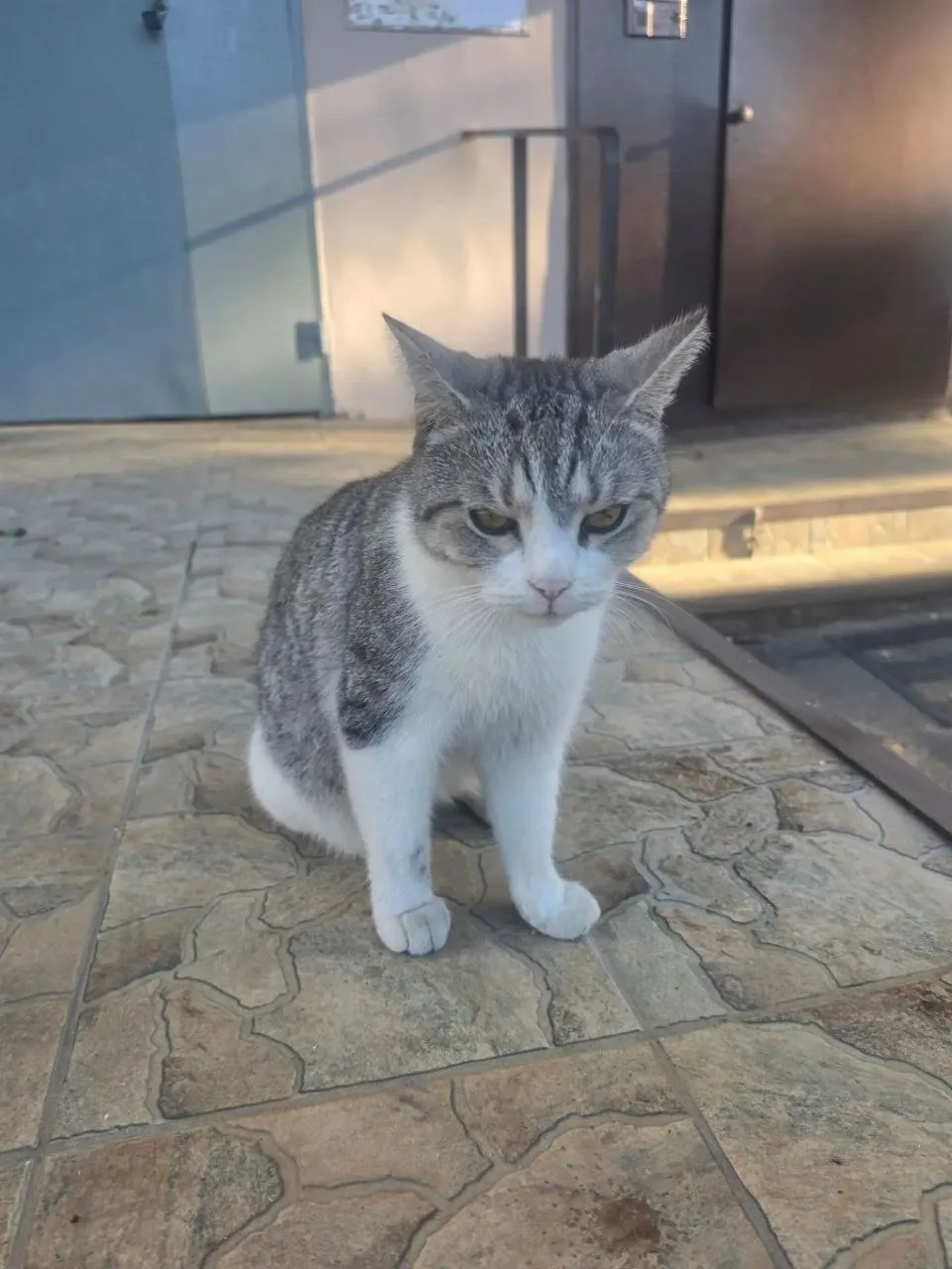 📢Азов 🐈ЧЕЙ ПОТЕРЯШКА❓