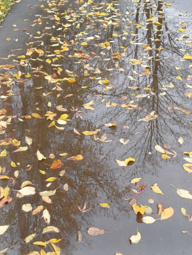 Доброе утро 🍁