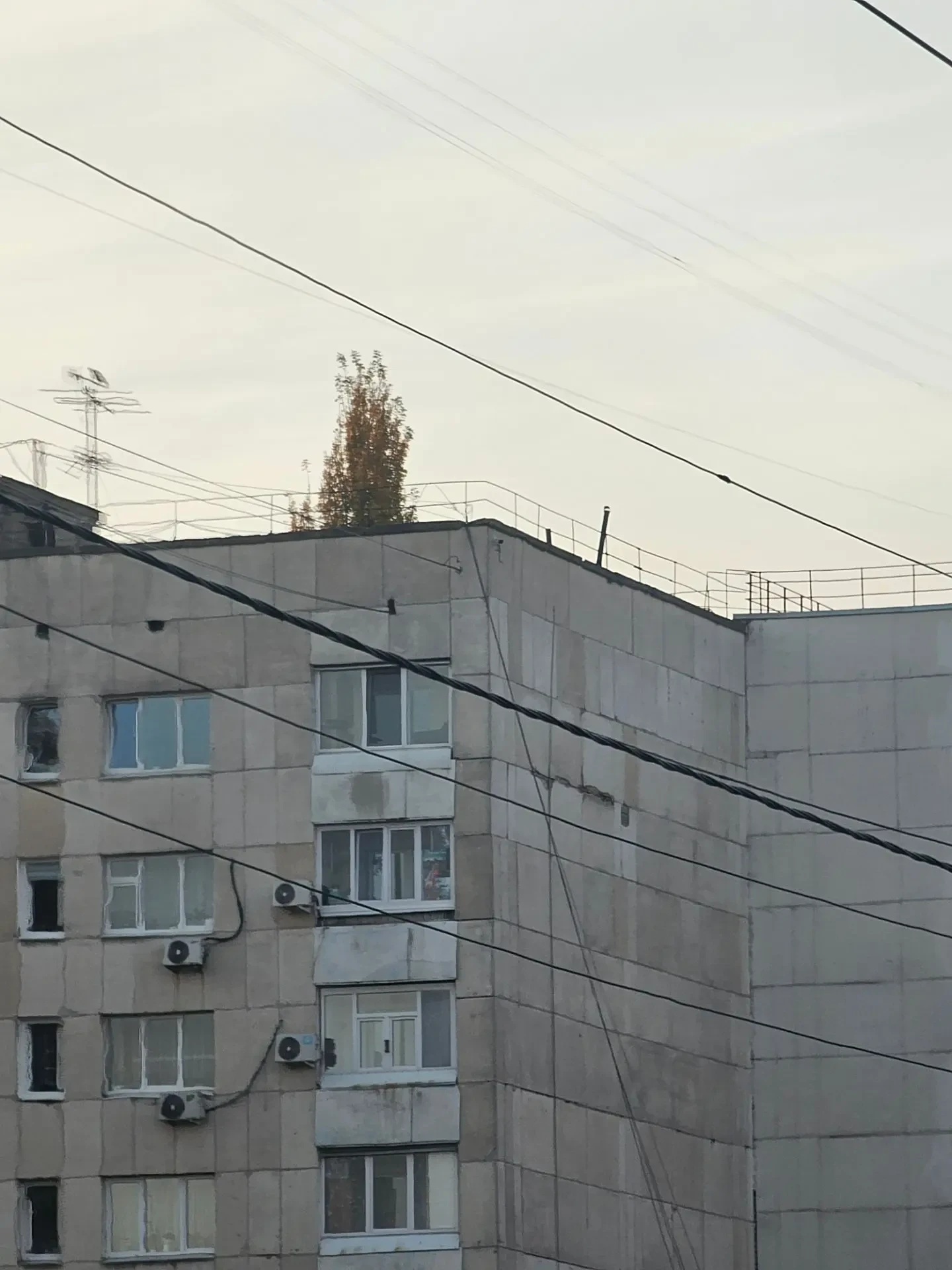 Ибрагимова 5 на крыше растет дерево , так должно быть?))